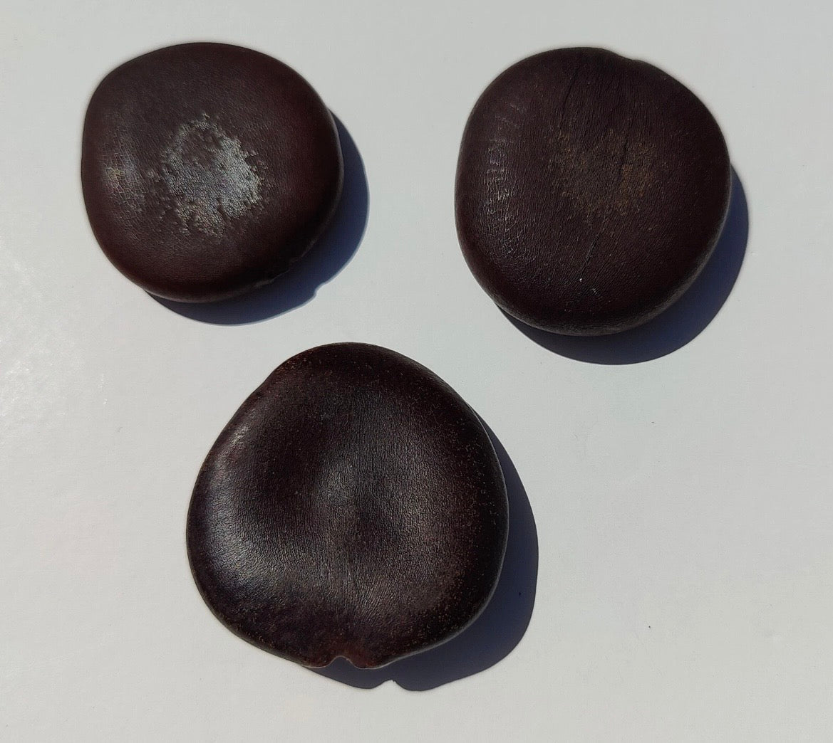 3 African Dream Herb Entada rheedii African dream seed Sea bean cacoon vine seed. Promotes lucid dreaming & Astral travel. Only ships to U.S