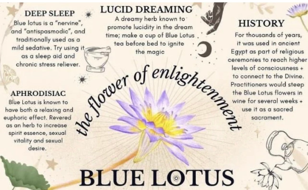 Egyptian Blue Lotus Flower Great for Lucid Dreaming 🛌 and Astral Projection. Smokable 💨 & Great For Brewing Tea 🍵