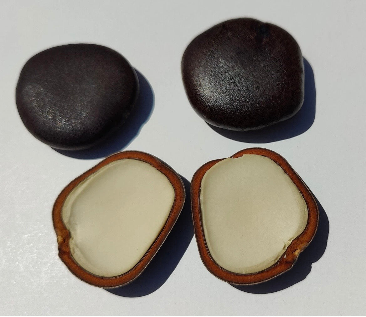 3 African Dream Herb Entada rheedii African dream seed Sea bean cacoon vine seed. Promotes lucid dreaming & Astral travel. Only ships to U.S