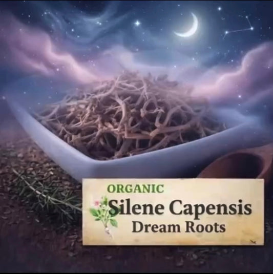 Silene Capensis Dream Root Whole Dried African Dream Root Herb For Lucid Dreaming & Astral Traveling 🧘🏽‍♂️ 2oz Only ships to U.S