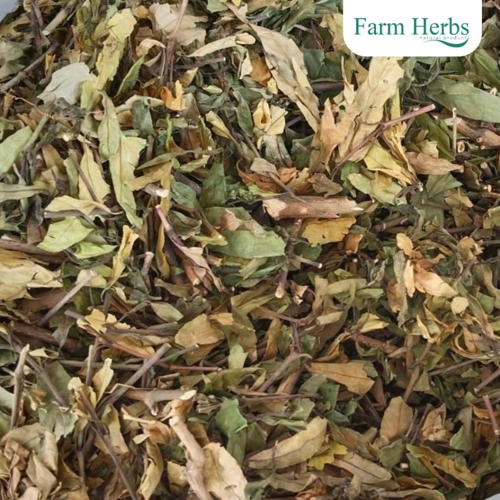 Dried Justicia Gendarussa Herb Great for Arthritis, Rheumatism, Combats the HIV virus.