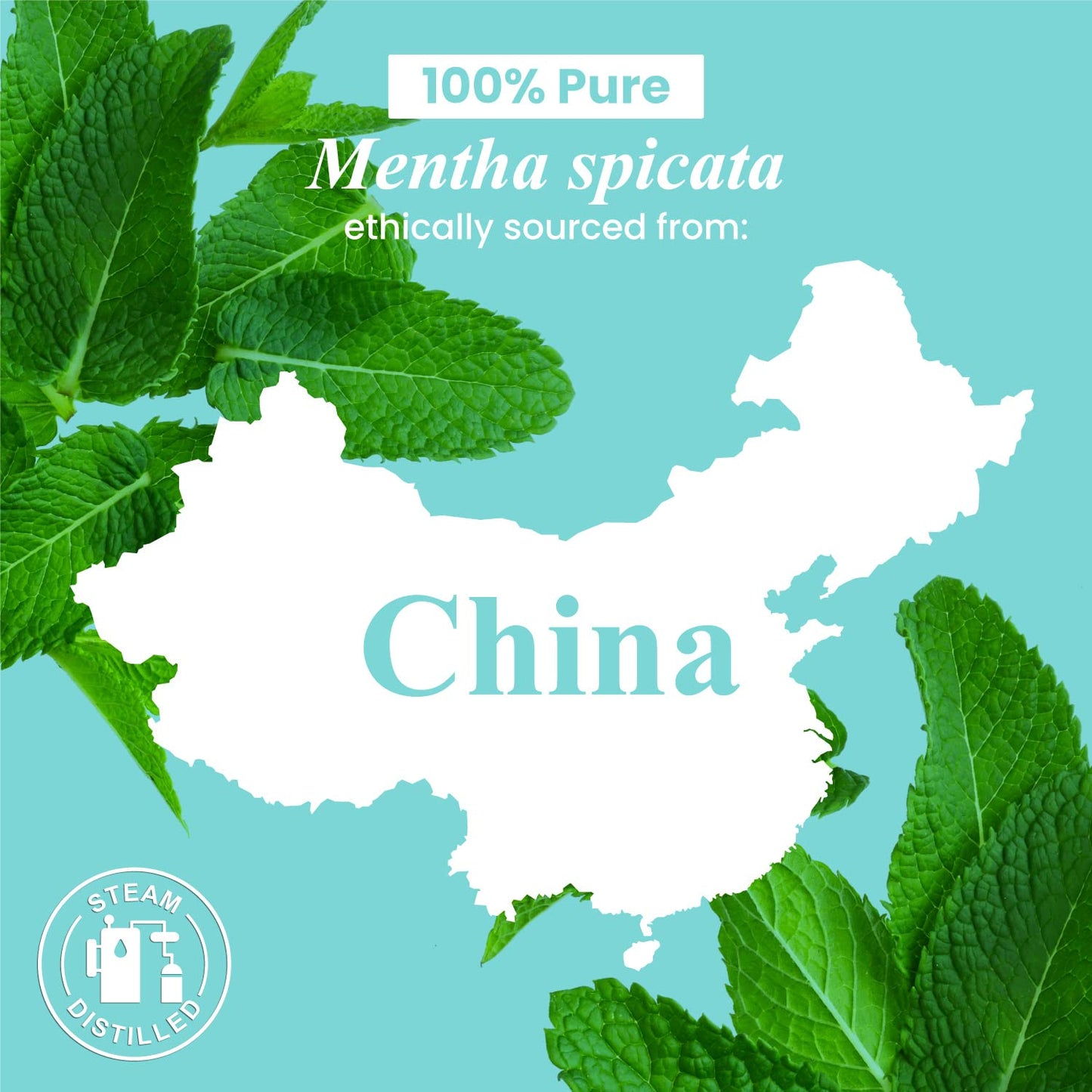 Handcraft Blends Citronella Essential Oil – Huge 4 Fl Oz – 100% Pure and Natural – Premium Grade Essential Oil for Diffuser and Aromatherapy, Skin, Massage, Candle and Soap Making Fragrance