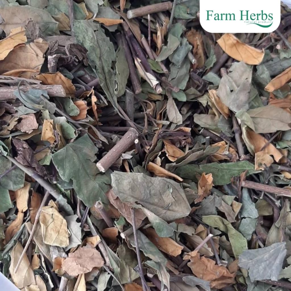 Dried Justicia Gendarussa Herb Great for Arthritis, Rheumatism, Combats the HIV virus.