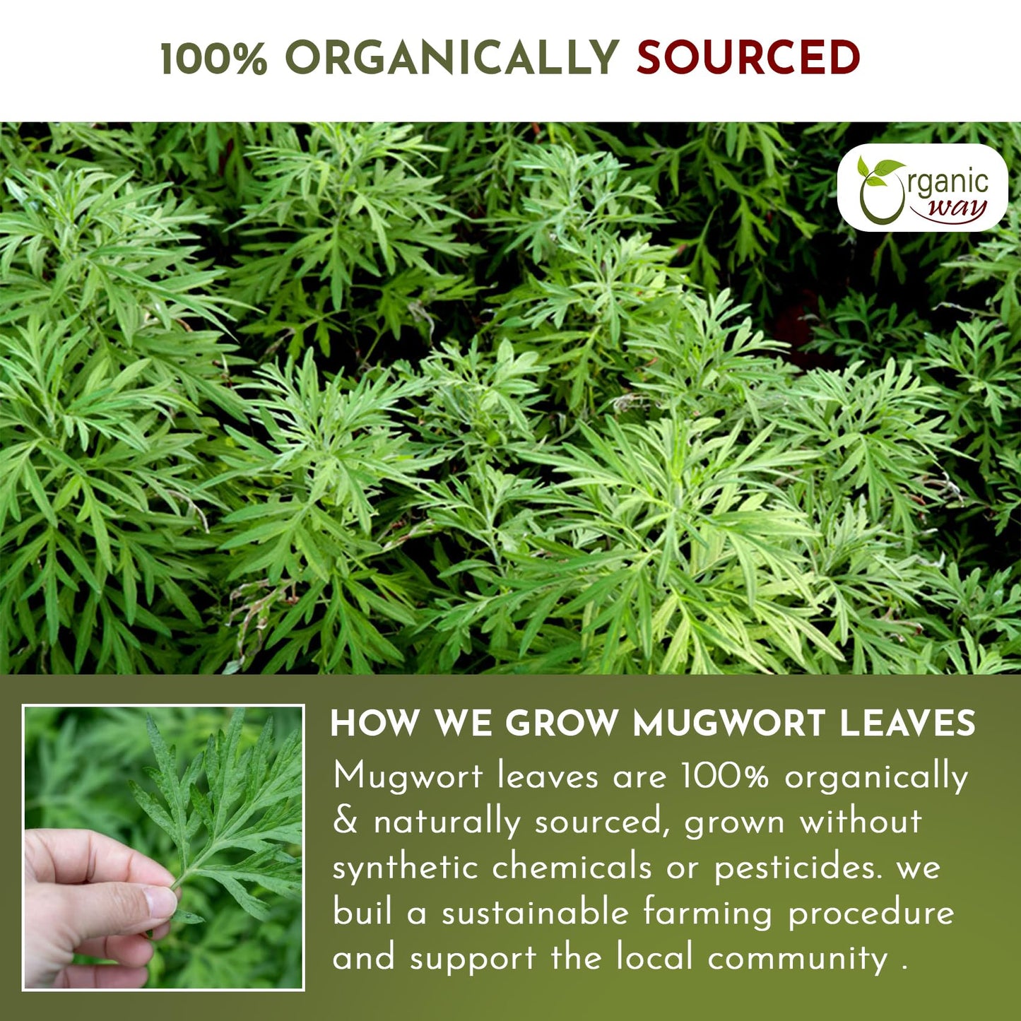 Mugwort Leaf Cut & Sifted (Artemisia Vulgaris) Great for Lucid Dreaming & Astral Projection 🛌