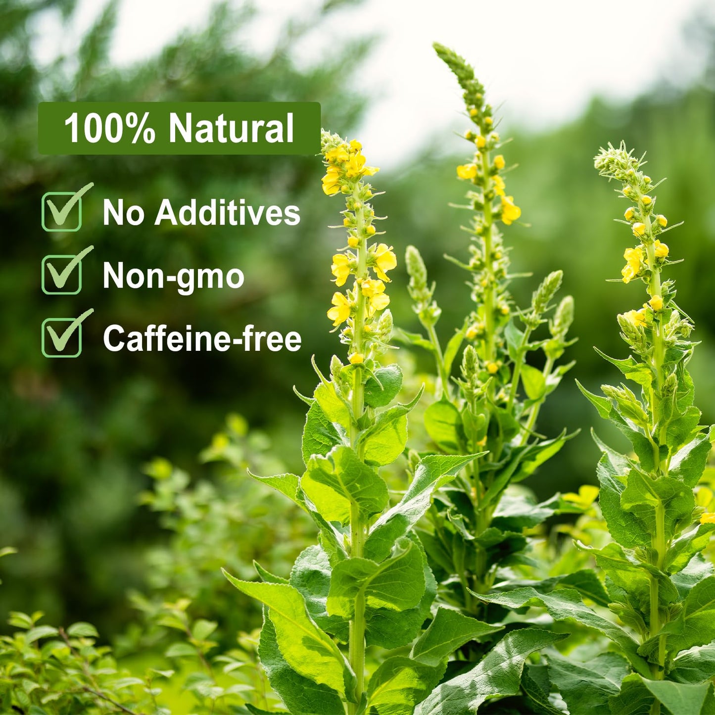 Chrysanthemum Herb - Premium Natural Dried Chrysanthemum Flower - Great For Pain ,Treats Headaches, Sleep Aid,Liver Health Great For Inflammation & Immune System Support Antioxidants Herbal Tea Loose Leaf - Non-GMO - Sweet & Fresh