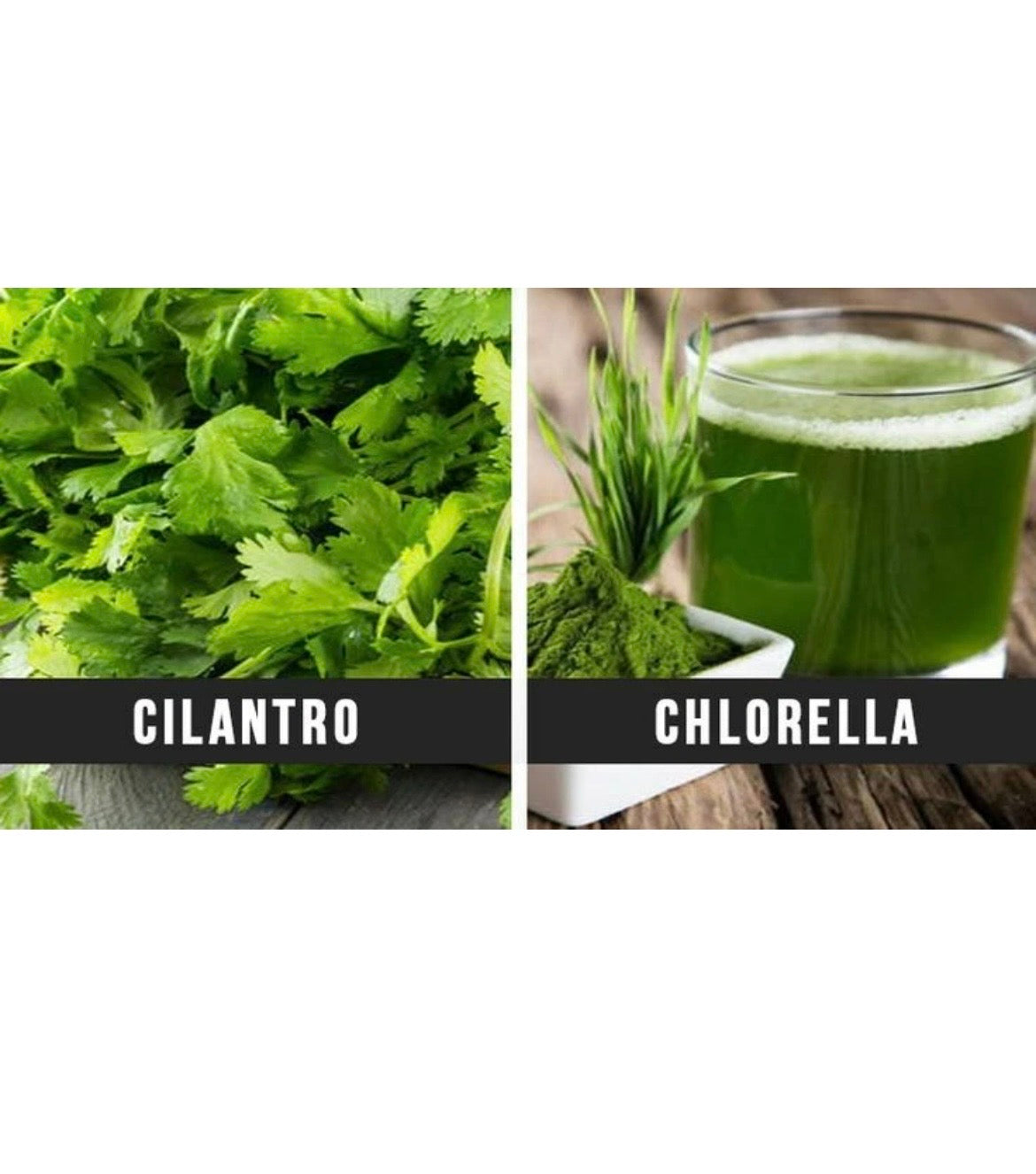 HEAVY METAL DETOX FORMULA - CILANTRO + CHLORELLA LIQUID TINCTURE 2 OZ. CHELATION