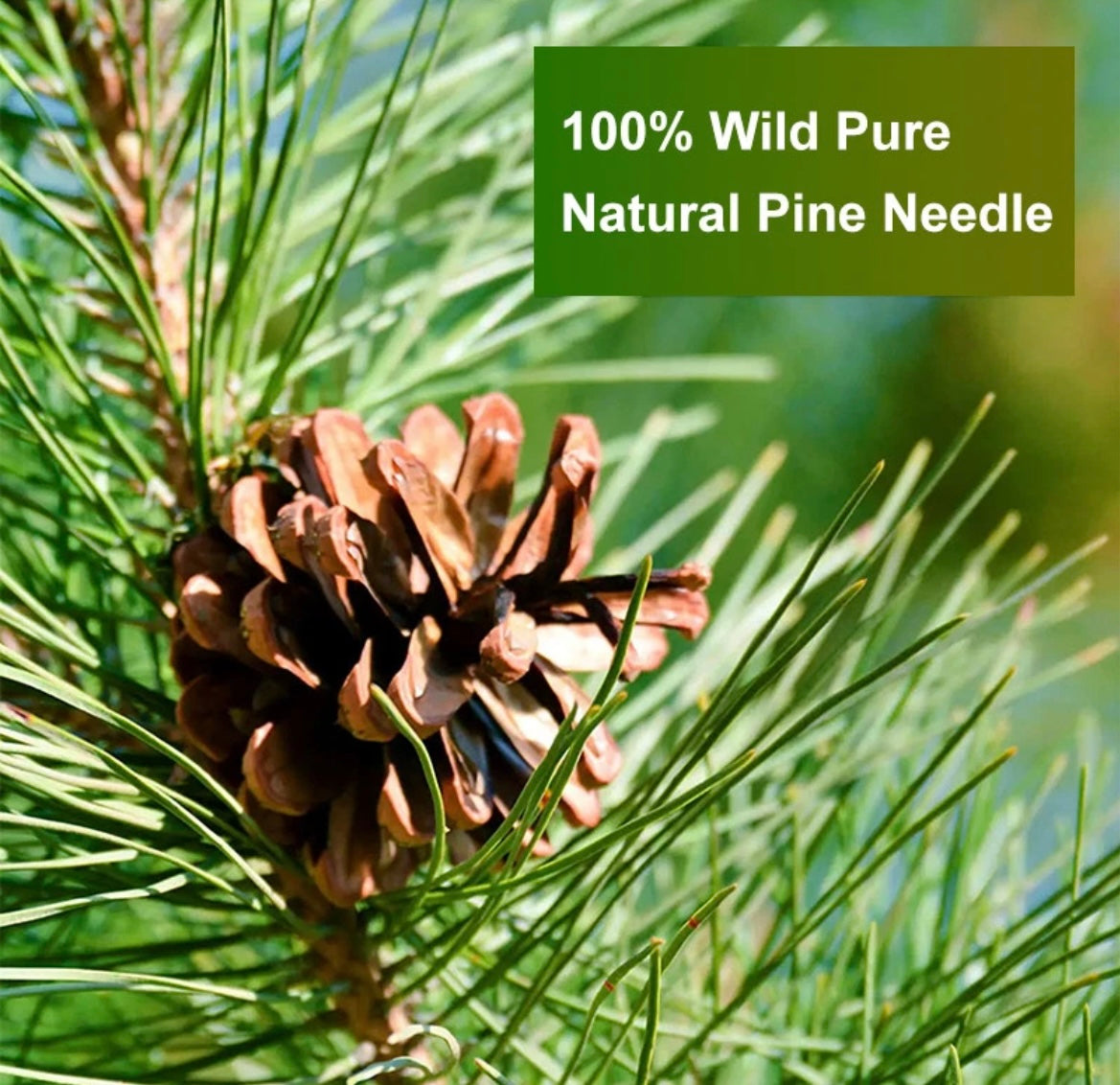 Pine needle tea, great for detoxing the covid vaccine wild-picked from northern white pines | Protects against infection, strengthens immunity, high in antioxidants, natural suramin