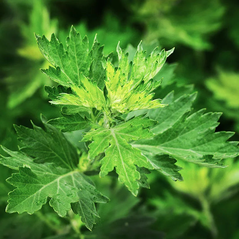 Tibetan Mugwort Leaf great for Lucid Dream induction 🛌 & Meditation 🧘🏽‍♂️.