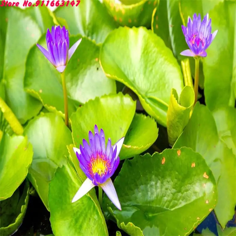 High Quality Egyptian Blue Lotus Flowers Great For Astral Projection & Lucid Dreaming 🛌