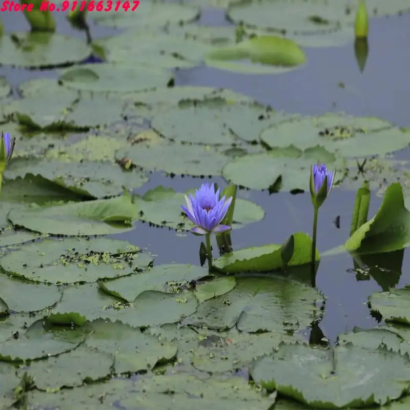 High Quality Egyptian Blue Lotus Flowers Great For Astral Projection & Lucid Dreaming 🛌